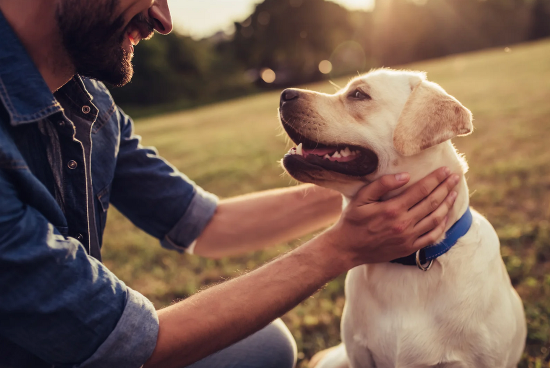 Separation Anxiety in Dogs: Causes, Symptoms, and Effective Solutions