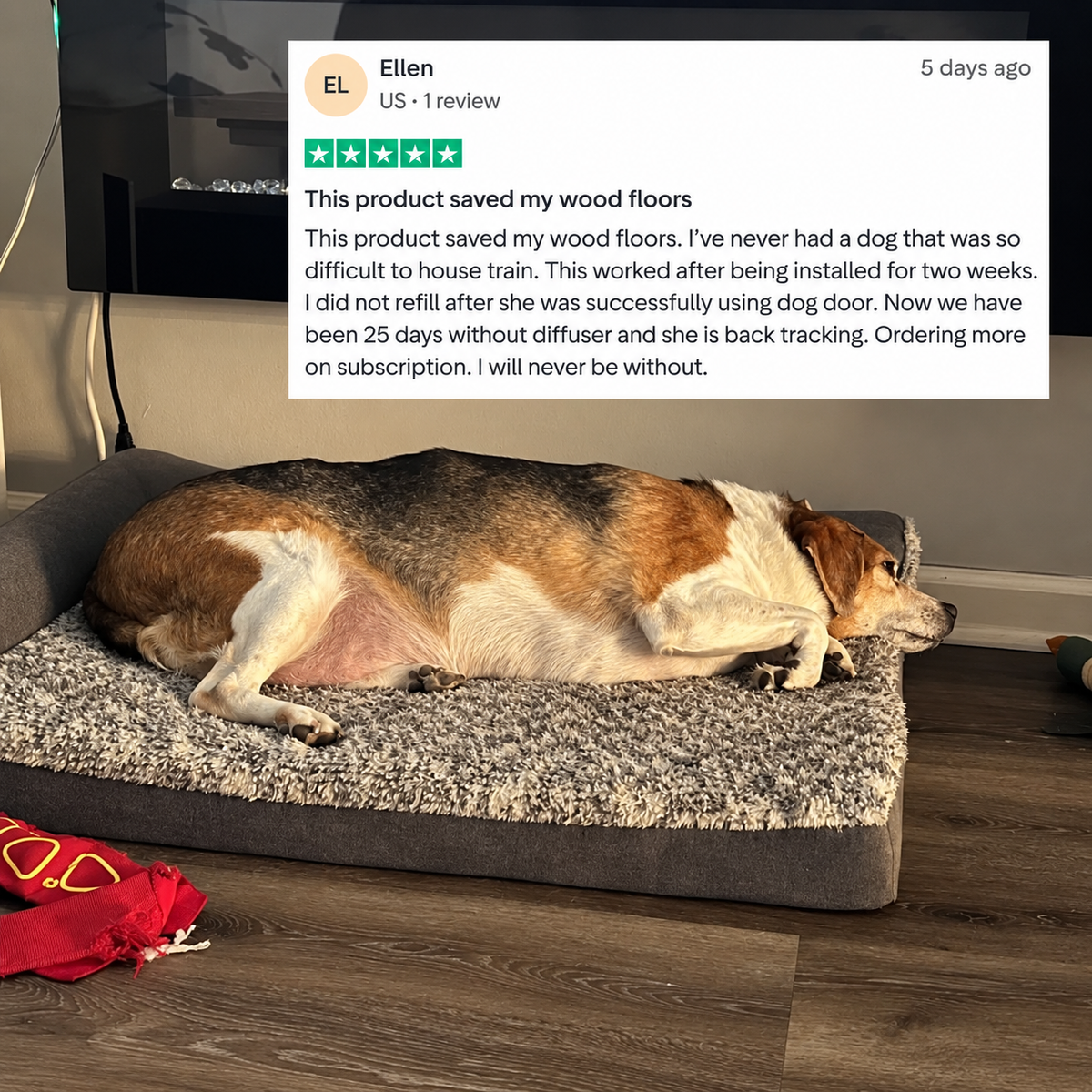 Calmimal | Calming Diffuser for Dogs